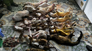 Tập kết chồn, nhím, sóc “ém” chờ Tết