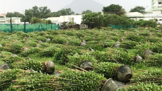 Gió giật xô đổ hàng ngàn chậu hoa trồng bán dịp Tết của người dân Tuy Hòa