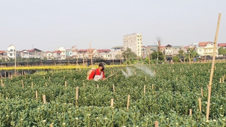 Làng hoa Tây Tựu tất bật chuẩn bị vụ hoa Tết
