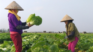 Vì sao nông dân điêu đứng với VietGAP?