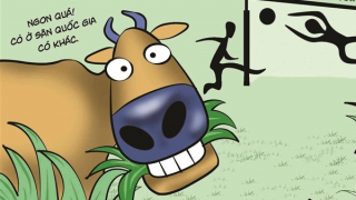 Phỏng vấn một khán giả