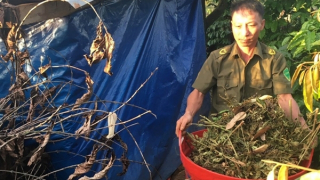 Chặt đứt "chuỗi giá trị" của vườn cần sa rộng 600m2