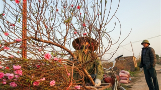 Người trồng đào, quất tất bật chuẩn bị đón Tết Quý Mão