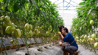 Làm du lịch từ sản xuất nông nghiệp