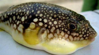 Ăn gan cá nóc, một phụ nữ nguy kịch