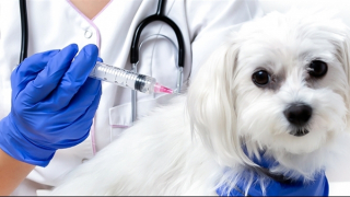 Nam thanh niên ở Phú Thọ tử vong sau 4 tháng bị chó lạ cắn