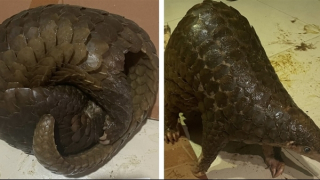 "Giải cứu" 5 cá thể tê tê thoát khỏi lái buôn