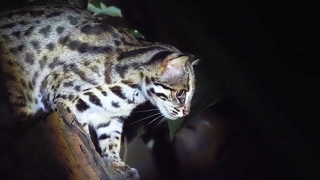 Cứu hộ mèo giữa đại ngàn Cúc Phương