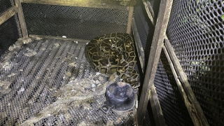 Bị siết cổ tử vong khi chui vào chuồng bắt trăn