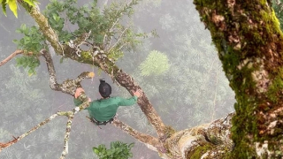 Săn Tết miệt rừng