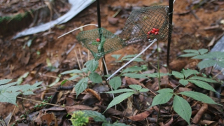Kiểm điểm Phó Chủ tịch UBND huyện ký xác nhận sai về sâm Ngọc Linh