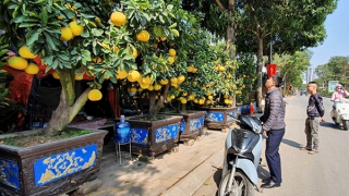 Săn cây cảnh giá “khủng” chơi Tết