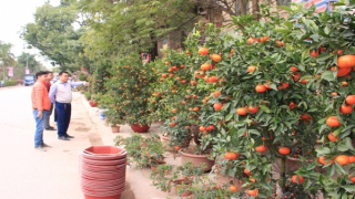 Cảnh giác ma trận cây cảnh giả