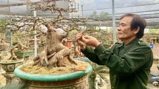 Rộn ràng xứ mai vàng trước Tết