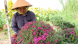 Hoa kiểng, nông sản Cần Thơ được giá