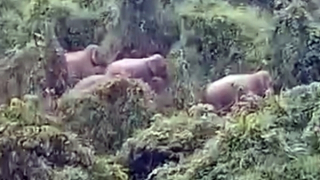 Nhiều voi rừng xuất hiện gần khu rừng sản xuất ở Quảng Nam