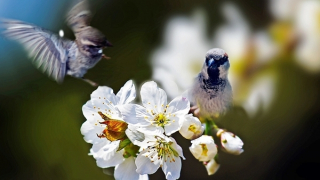 Cánh bay mùa xuân