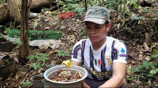 Khoanh nợ cho người dân có sâm Ngọc Linh bị chết hàng loạt