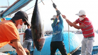 Ngư dân bám biển: Trúng cá là... vui hơn Tết