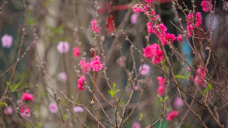 Mùng 1 Tết, trời nắng đẹp khắp cả nước