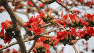 Cây lềnh si đứng đợi