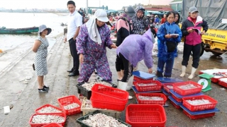 Rộn ràng mở “cửa biển” đón lộc xuân