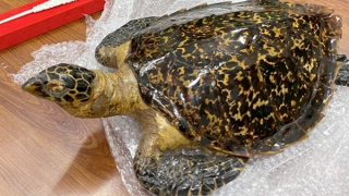 Sử dụng xe ôm công nghệ vận chuyển động vật hoang dã