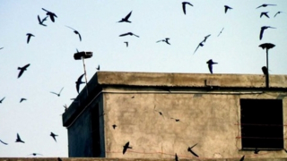 Đục tường nhà để trộm tổ yến