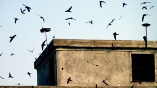 Truy bắt hai đối tượng trộm tổ yến những ngày Tết