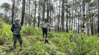 Để những cánh rừng Tây Nguyên thêm xanh!