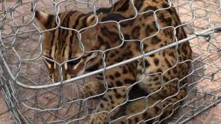 Thả mèo rừng tuyệt đẹp về môi trường tự nhiên ở Phong Nha - Kẻ Bàng