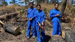 Phát hiện 99 lóng gỗ thông trong xưởng mộc