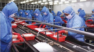 Xuất khẩu thủy sản có hồi phục?