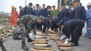 Ngà voi được "hóa trang" thành sừng bò nuôi để nhập lậu
