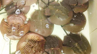 3 người ở Khánh Hòa bị ngộ độc do nghi ngờ ăn nhầm con so biển