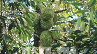 Sầu riêng nghịch vụ "sốt" giá