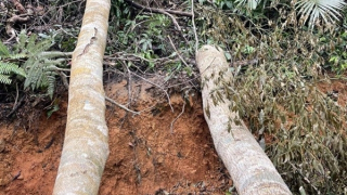 UBND tỉnh Khánh Hòa chỉ đạo kiểm tra, xử lý nghiêm vụ phá rừng ở thị xã Ninh Hòa