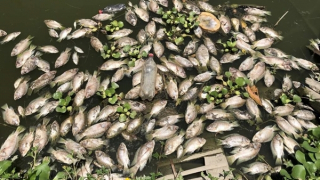 Người dân hoang mang vì cá chết bất thường dưới suối