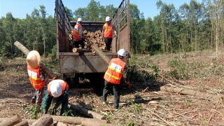 Hưởng lợi từ trồng rừng gỗ lớn đạt tiêu chuẩn quốc tế