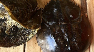 Tìm thấy độc tố Tetrodotoxins khiến 3 người ngộ độc nghi ăn nhầm so biển