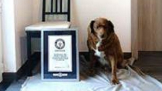 Chú chó già nhất thế giới