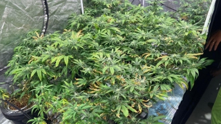 Dựng lều bạt trồng cần sa ngay trong căn hộ đang thuê