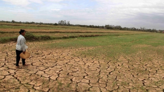 Xâm nhập mặn tiếp tục gia tăng