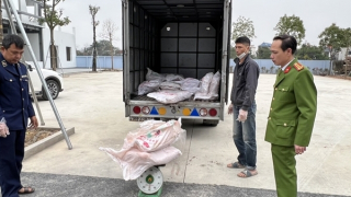 Xe tải chở 7 tạ nầm lợn không rõ xuất xứ