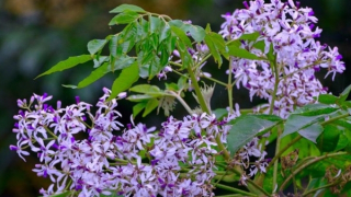 Ngày xuân nghe "Tiếng xuân về trong đêm"