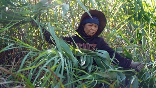 “Lộc rừng” giữa đại ngàn Trường Sơn