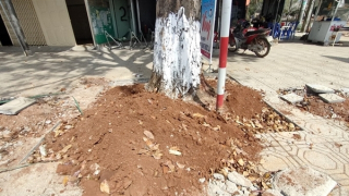 Tự ý chặt rễ hàng loạt cây xanh để thi công vỉa hè