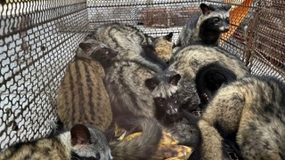 Phát hiện vụ mua bán, tàng trữ trái phép động vật hoang dã quy mô lớn