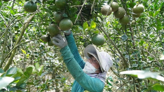 Nông sản miền Tây: Đừng để xảy ra "điệp khúc" chặt, trồng