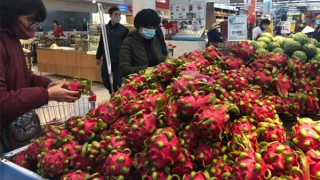 Doanh nghiệp xuất khẩu thanh long bế tắc khi vào thị trường Nhật Bản